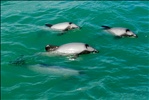 Hector's Dolphins